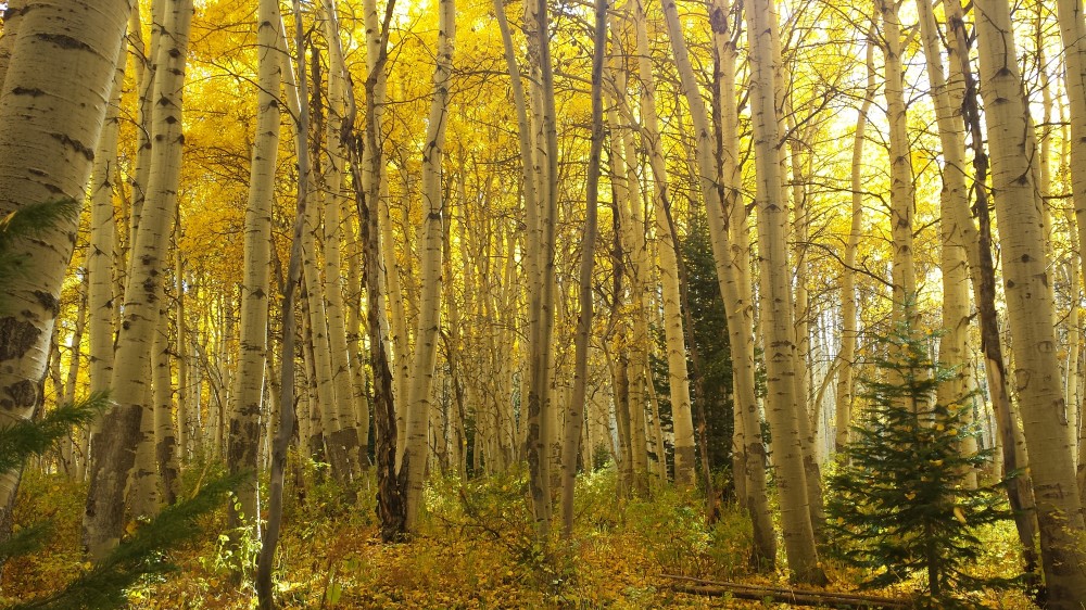 kebler_aspen_fall4
