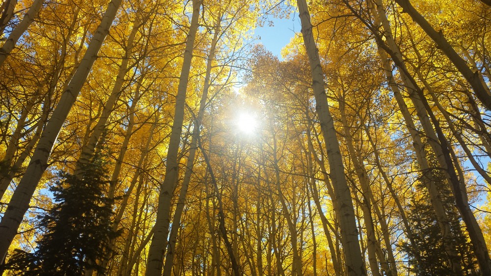 kebler_aspens_fall