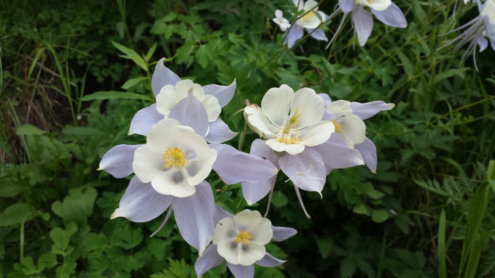 gothic_columbine_summer2