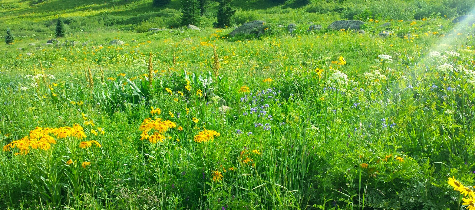 wildflowers irwin end of july